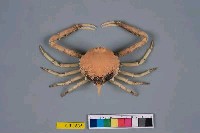 藏品(擬泡型長螯蟹)的圖片